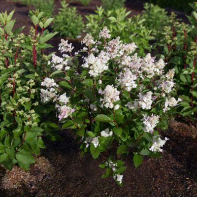 Image showing  1 gal. Torch Hardy Hydrangea