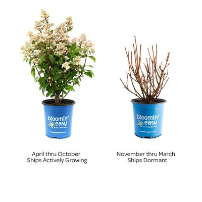 Image showing  1 gal. Torch Hardy Hydrangea