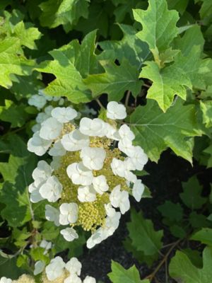 Image showing  1 gal. Toy Solider Oakleaf Hydrangea
