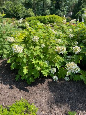 Image showing  1 gal. Toy Solider Oakleaf Hydrangea