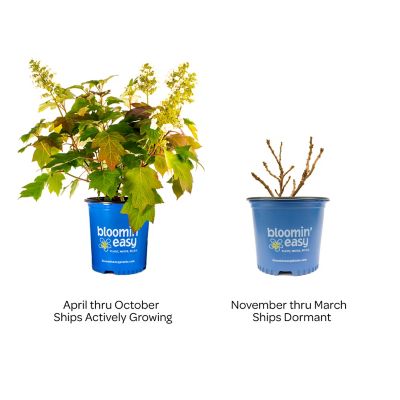 Image showing  1 gal. Toy Solider Oakleaf Hydrangea