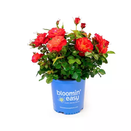 Bloomin' Easy 1 gal Pink Cinnamon Hearts Bushes