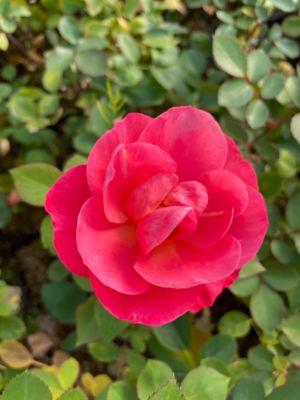 Image showing  1 gal. Cinnamon Hearts Rose