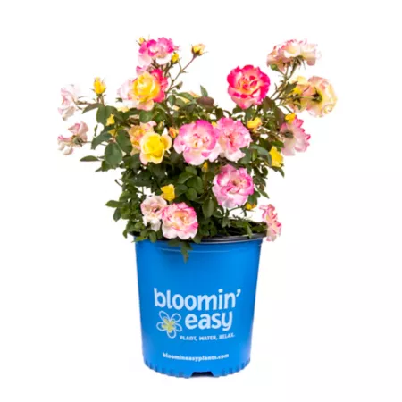 Bloomin' Easy 1 gal Gumball Goody Rose in pot Bushes