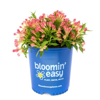 Bloomin' Easy 1 gal. Peach Kisses Weigela
