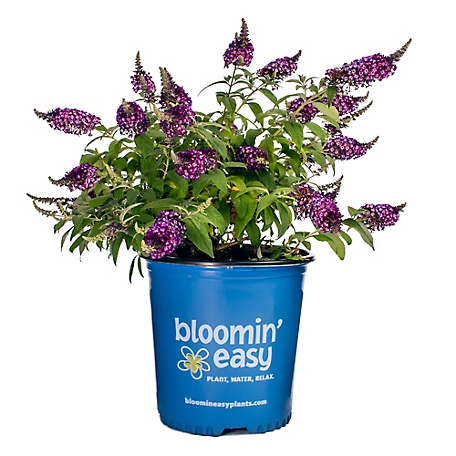 Bloomin' Easy 2 gal. Blueberry Pie Buddleia
