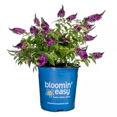 Bloomin' Easy 2 gal Buddleia Blueberry Pie Bushes