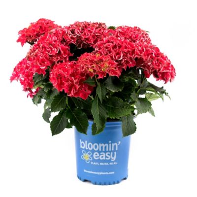 Bloomin' Easy 2 gal. Potted Frill Ride Reblooming Hydrangea