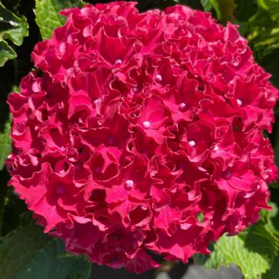 Image showing  2 gal. Potted Pink Frill Ride Reblooming Hydrangea Bush