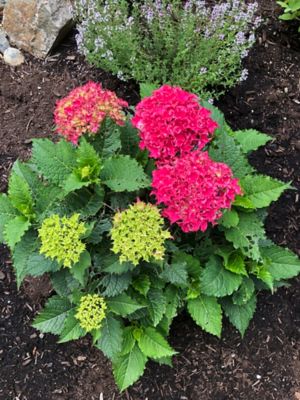 Image showing  2 gal. Potted Pink Frill Ride Reblooming Hydrangea Bush