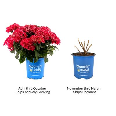 Image showing  2 gal. Potted Pink Frill Ride Reblooming Hydrangea Bush