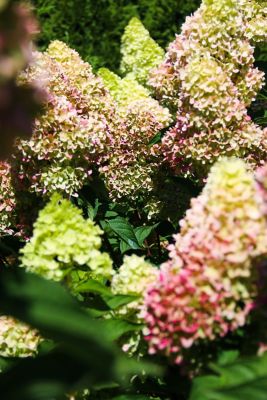 Image showing  2 gal. Potted Dragon Baby Hardy Hydrangea