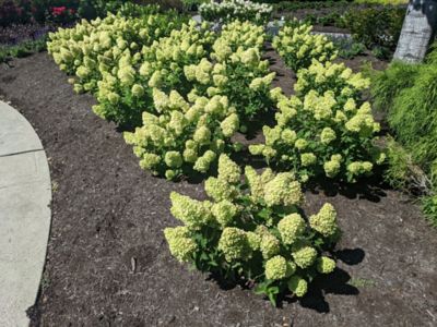 Image showing  2 gal. Potted Dragon Baby Hardy Hydrangea