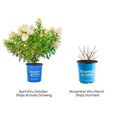 Image showing  2 gal. Potted Dragon Baby Hardy Hydrangea