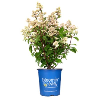 Bloomin' Easy 2 gal. Potted Torch Hardy Hydrangea