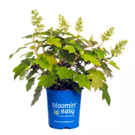 Bloomin' Easy 2 gal Potted oak leaf hydrangea toy soldier Bushes