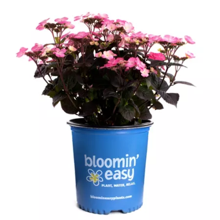 Bloomin' Easy 2 gal Pink Dynamo mountain hydrangea in pot Bushes