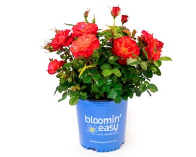 Bloomin' Easy 2 gal. Cinnamon Hearts Rose