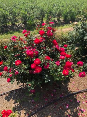 Image showing  2 gal. Cinnamon Hearts Rose