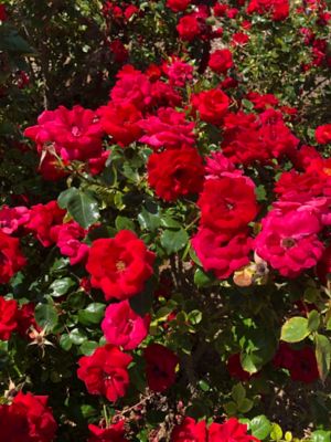 Image showing  2 gal. Cinnamon Hearts Rose