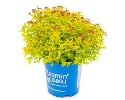 Bloomin' Easy 2 gal. Pineapple Poprocks Spirea