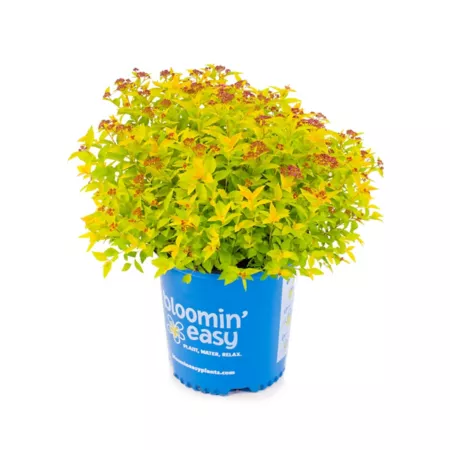 Bloomin' Easy 2 gal Spirea Poprocks with Pineapple Bushes