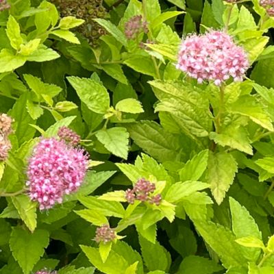 Image showing  2 gal. Pineapple Poprocks Spirea