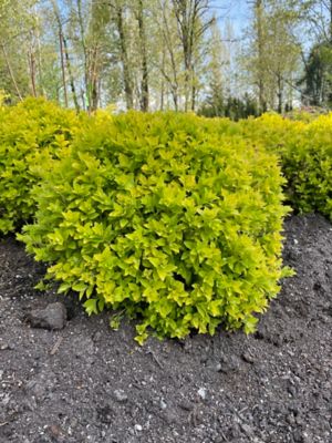 Image showing  2 gal. Pineapple Poprocks Spirea