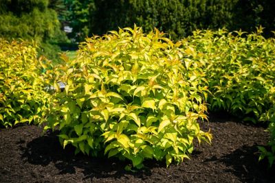 Image showing  Jumbo Pint Firefly Diervilla