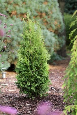 Image showing  Jumbo Pint Private Jet Arborvitae