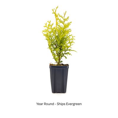 Image showing  Jumbo Pint Private Jet Arborvitae