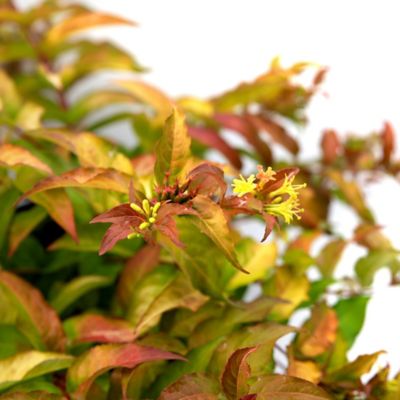 Image showing  1 gal. Firefly Diervilla