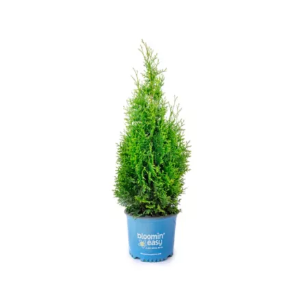 Bloomin' Easy 1 gal Private jet arborvitae Trees