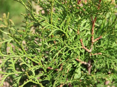 Image showing  1 gal. Private Jet Arborvitae