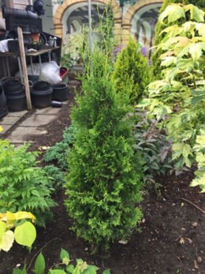 Image showing  1 gal. Private Jet Arborvitae