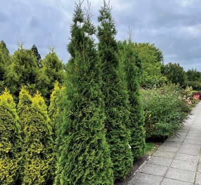 Image showing  1 gal. Private Jet Arborvitae