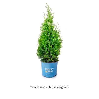 Image showing  1 gal. Private Jet Arborvitae