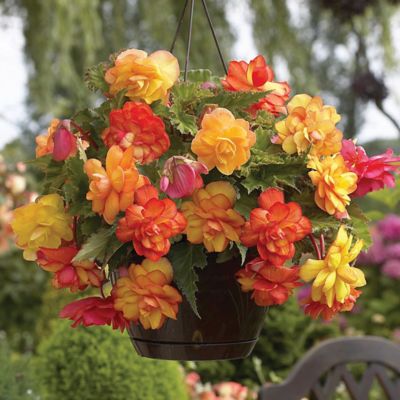 Van Zyverden Hanging Basket Begonias Golden Balcony, Set of 1 Bulb