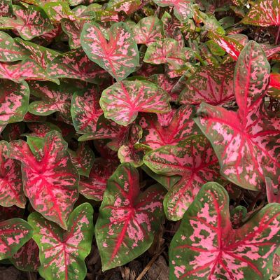 Van Zyverden Caladiums Fancy Leaf Carolyn Whorton, Set of 3 Bulbs