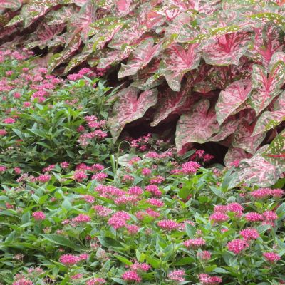 Image showing  Caladiums Fancy Leaf Carolyn Whorton, Set of 3 Bulbs