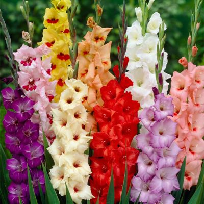 Van Zyverden Gladiolus Large Flowering Rainbow Mix, Set of 5 Bulbs
