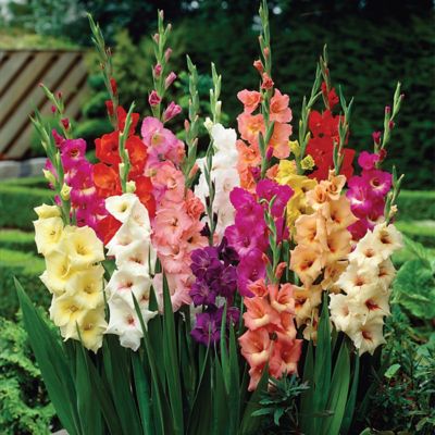 Image showing  Gladiolus Large Flowering Rainbow Mix, Set of 5 Bulbs