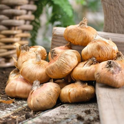 Image showing  Gladiolus Large Flowering Rainbow Mix, Set of 5 Bulbs