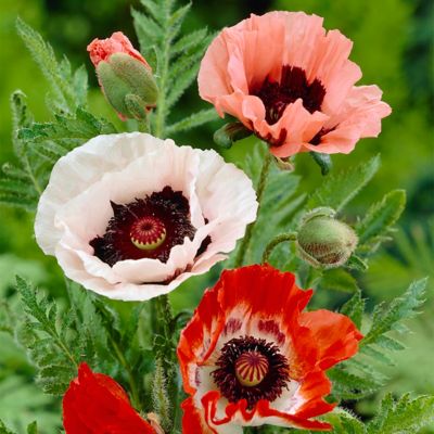 Van Zyverden Poppies Mixed, Set of 3 Roots