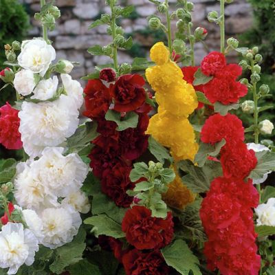 Van Zyverden Hollyhocks Mixed, Set of 3 Roots