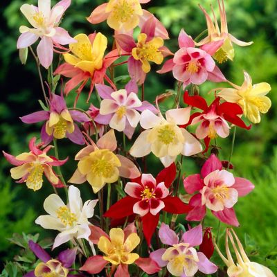 Van Zyverden Aquilegia Columbine Mixed, Set of 3 Roots