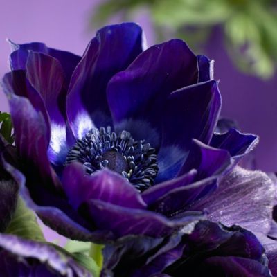 Van Zyverden Wind Flowers Anemones Darkest Blue, 10 Bulbs