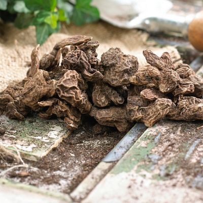 Image showing  Wind Flowers Anemones Darkest Blue, 10 Bulbs