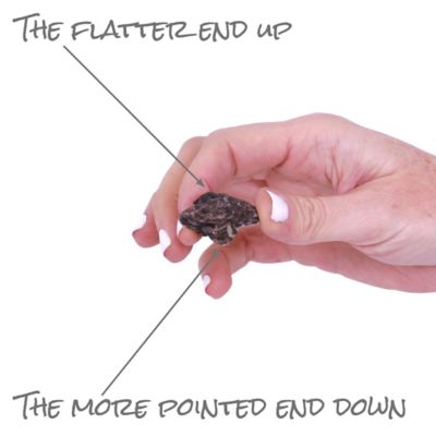 Image showing  Wind Flowers Anemones Darkest Blue, 10 Bulbs