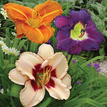Van Zyverden Daylilies Once In a Lifetime Blend, 25 Roots